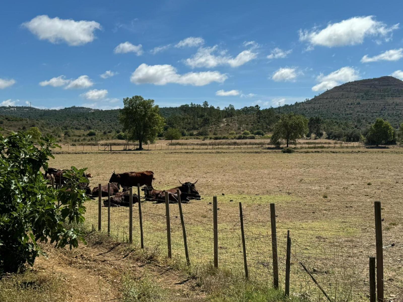 Casa Da Lima - Nestled In Nature On Santiago'S And Fatima'S Path, Close To Coimbra And Rabacal Alvorge Ngoại thất bức ảnh